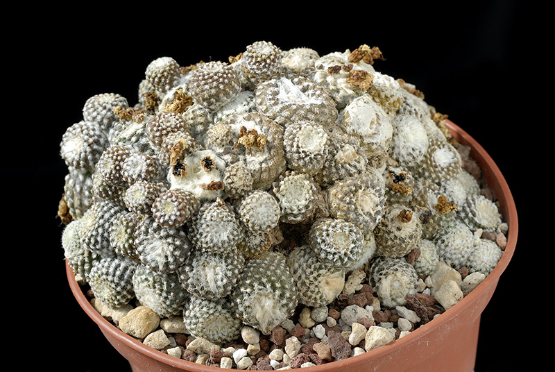 Copiapoa Lauii D. 12 € 68.00.jpg